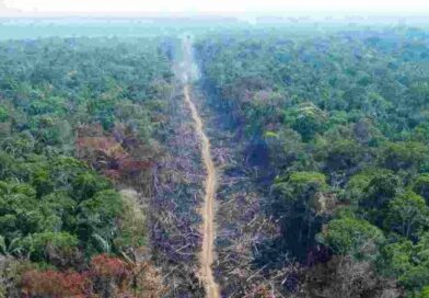 Amazônia registra alta de 27% nos alertas de desmatamento